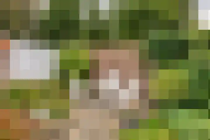 Horst 81 Gemert thumbnail 33