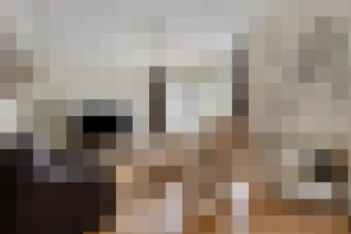 Horst 81 Gemert thumbnail 6