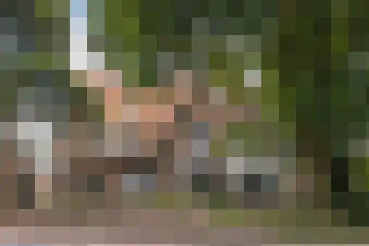 Horsterweg 23 Ermelo thumbnail 49