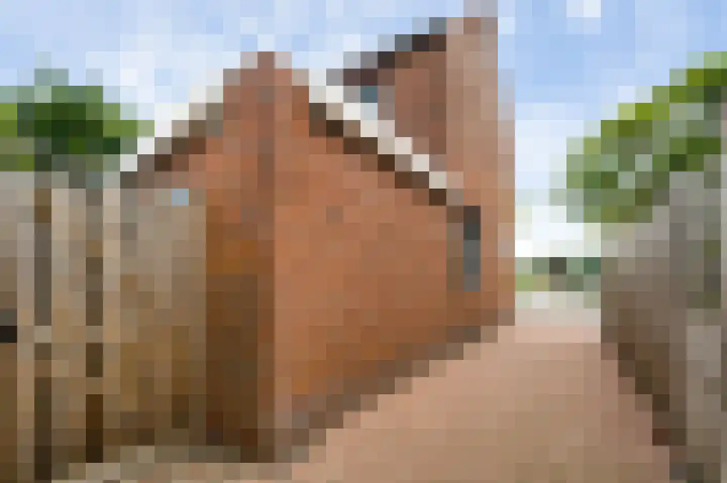 Horstpeel 8 Heibloem thumbnail 51