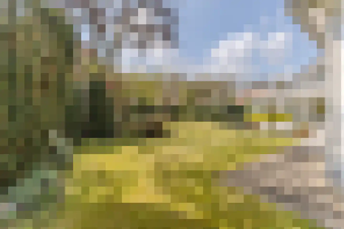 Hortensia 10 Valkenswaard thumbnail 31