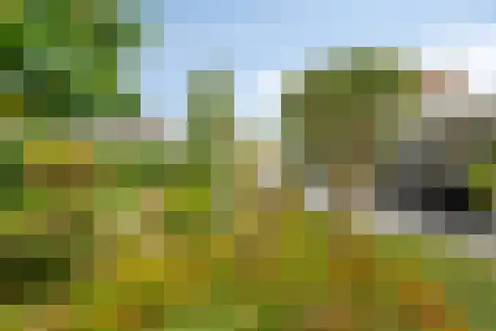 Hortensia 12 Valkenswaard thumbnail 34