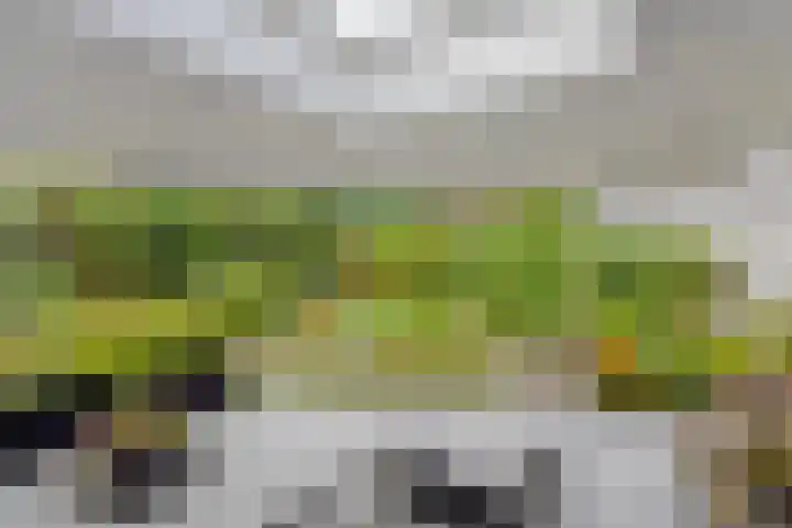 Hortensia 12 Valkenswaard thumbnail 37