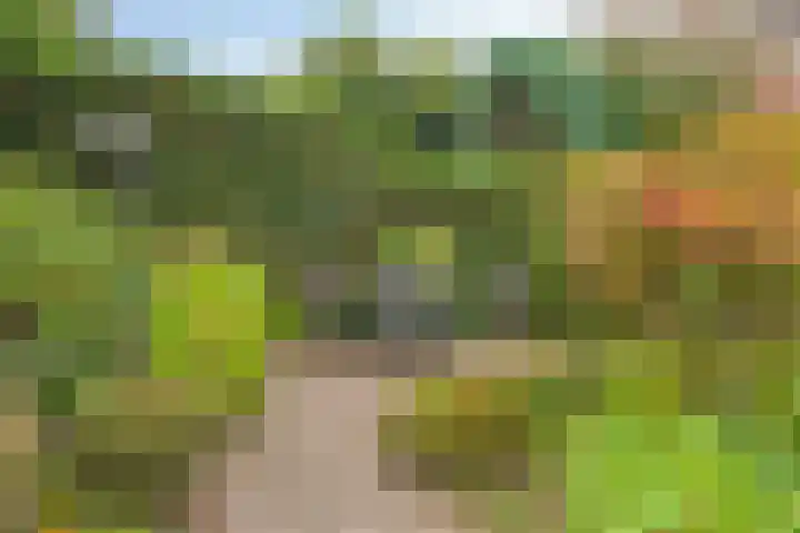 Hortensia 12 Valkenswaard thumbnail 38