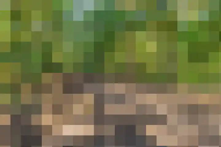 Hortensia 12 Valkenswaard thumbnail 43