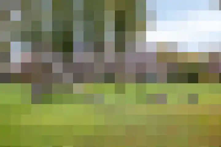 Hortensia 18 Veenendaal thumbnail 19