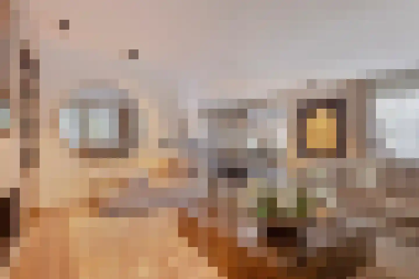 Hortensialaan 8 Halsteren thumbnail 15