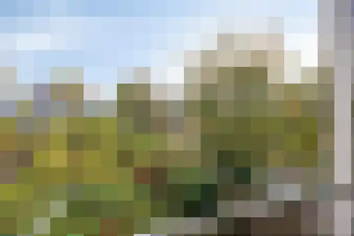 Hortensiastraat 220 Den Haag thumbnail 17