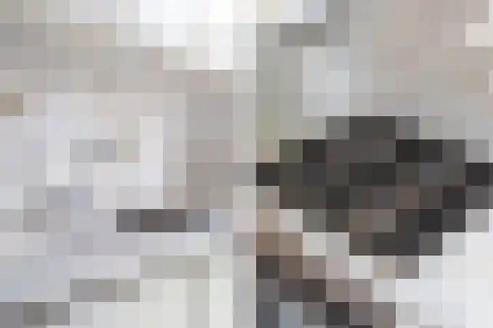 Hortensiastraat 222 Den Haag thumbnail 10