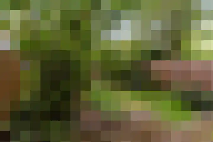 Hortensiastraat 222 Den Haag thumbnail 20