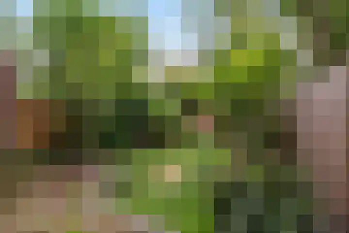 Hortensiastraat 222 Den Haag thumbnail 4