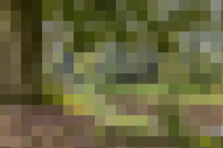 Hortensiastraat 26 Sint-Michielsgestel thumbnail 49