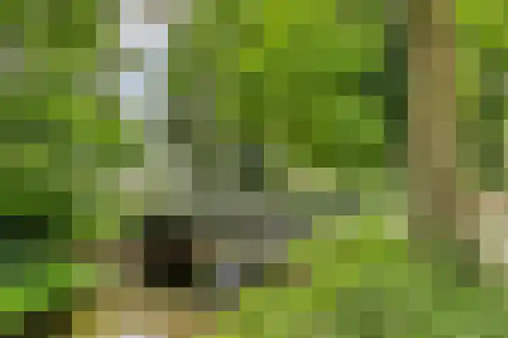 Hortensiastraat 6 F Sint-Michielsgestel thumbnail 43