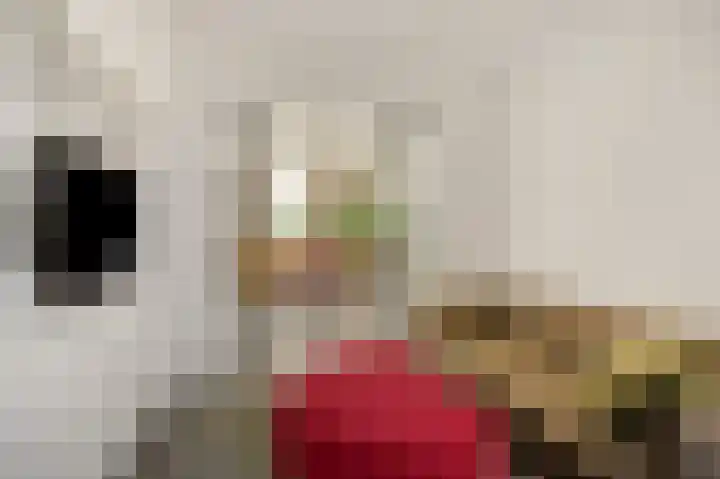 Hortensiastraat 6 Rosmalen thumbnail 11