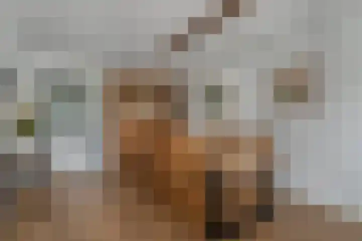 Hortensiastraat 8 C Sint-Michielsgestel thumbnail 7