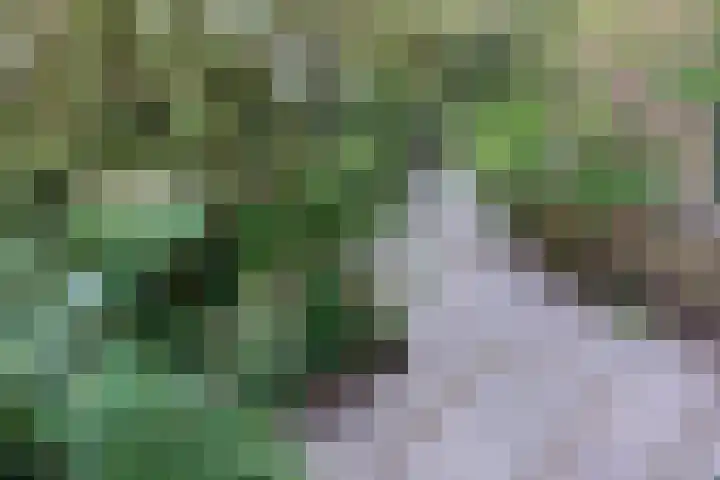 Hortusplantsoen 34 Amsterdam thumbnail 18