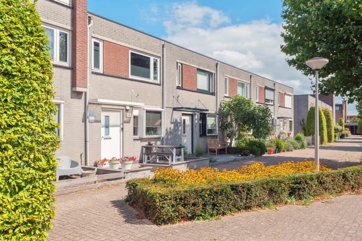 Hosta 3 dans Noordwijkerhout photo