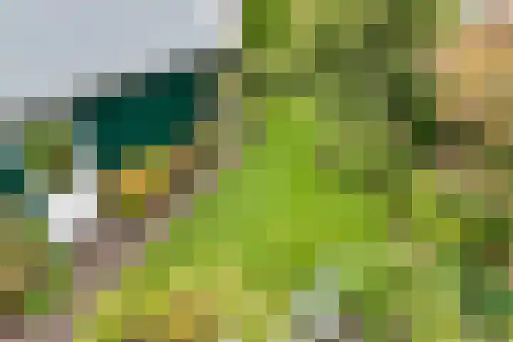 Hottingawei 16 Nijland thumbnail 25