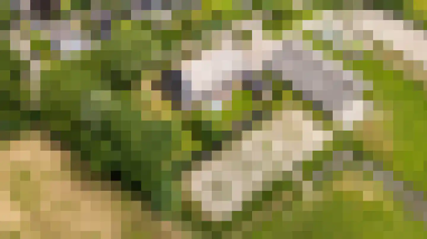 Hounsdyk 6 Goutum thumbnail 91