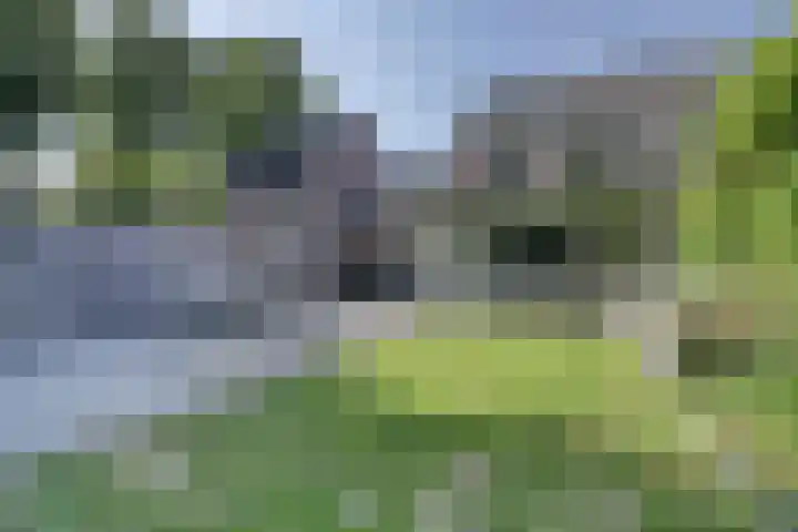 Houtakker 19 Baarle-Nassau thumbnail 43