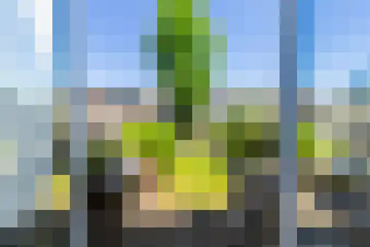 Houtblazerspad 103 Oud-Beijerland thumbnail 12