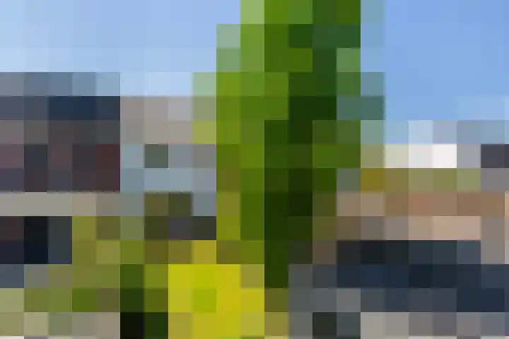 Houtblazerspad 103 Oud-Beijerland thumbnail 19