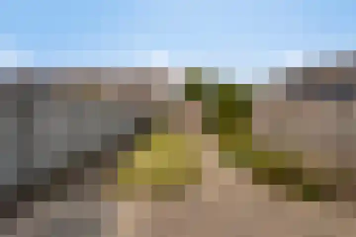 Houtduif 11 Weert thumbnail 28