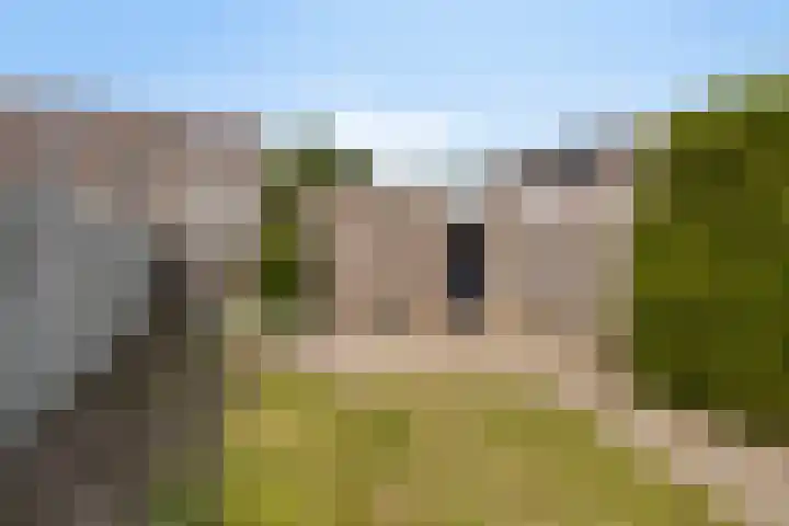 Houtduif 11 Weert thumbnail 29