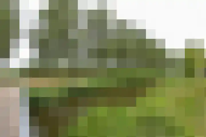 Houtduif 13 Mijdrecht thumbnail 30