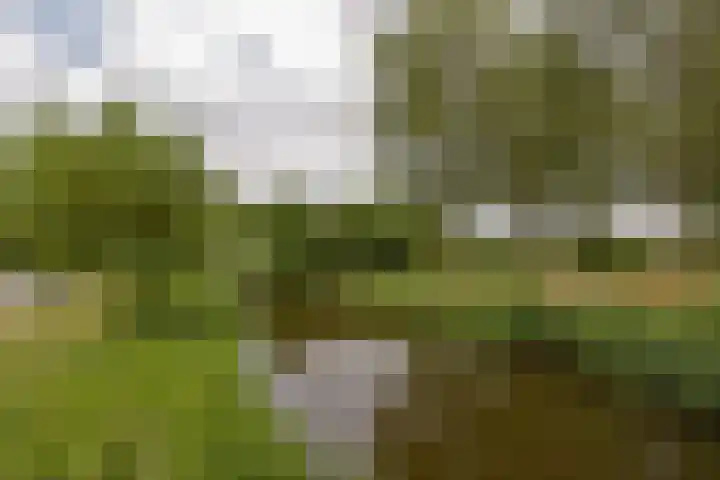 Houtduif 13 Mijdrecht thumbnail 31