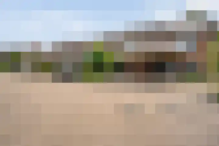 Houtduif 19 Ommen thumbnail 4