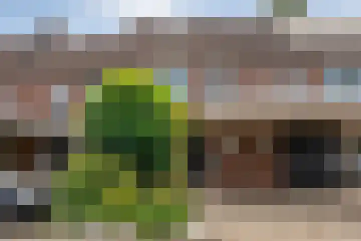 Houtduif 19 Ommen thumbnail 57