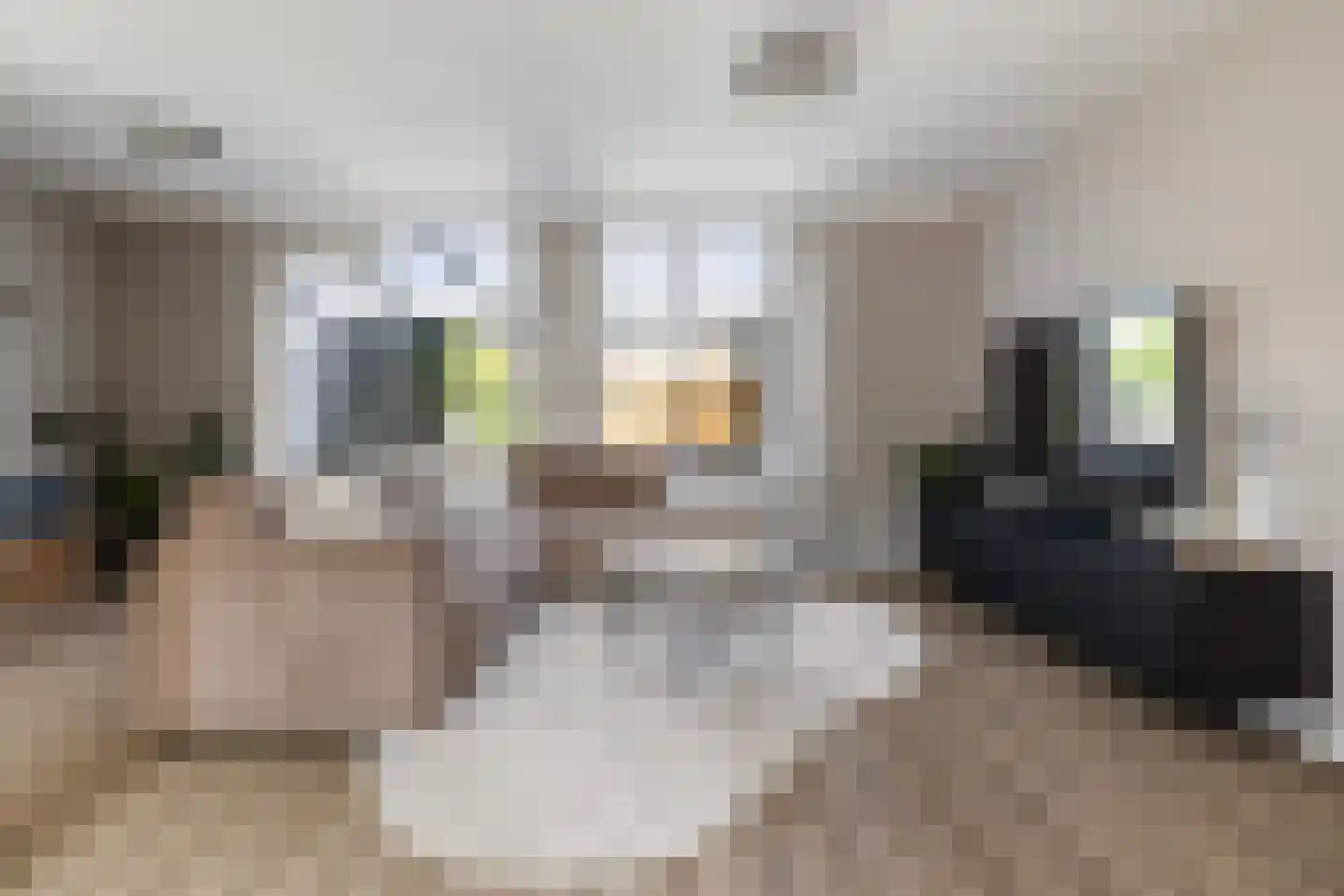 Houtduif 20 Emmen thumbnail 7