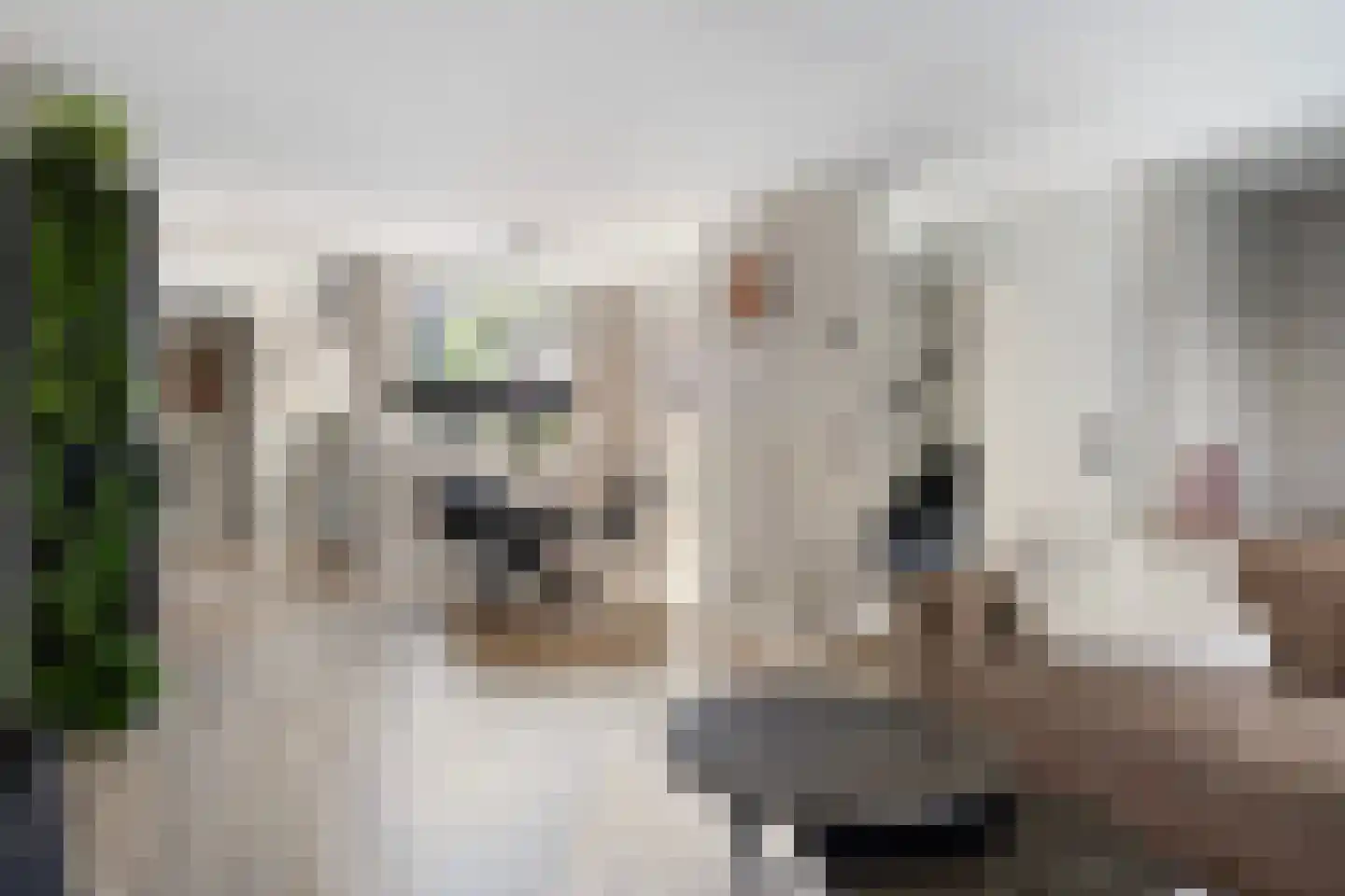 Houtduif 20 Emmen thumbnail 9
