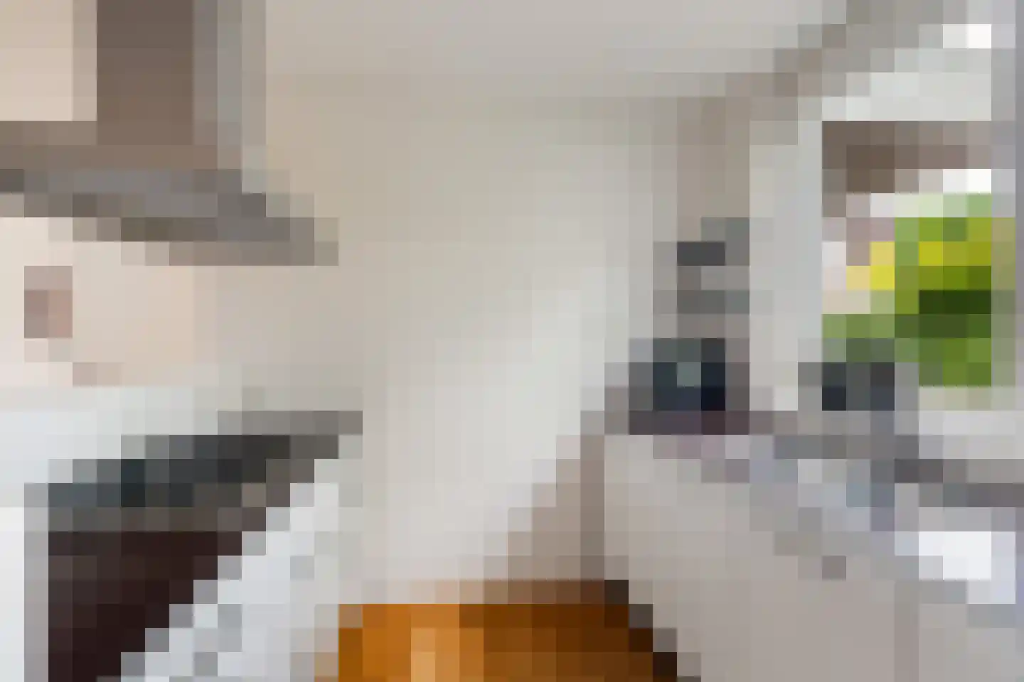 Houtduif 3 Harmelen thumbnail 16