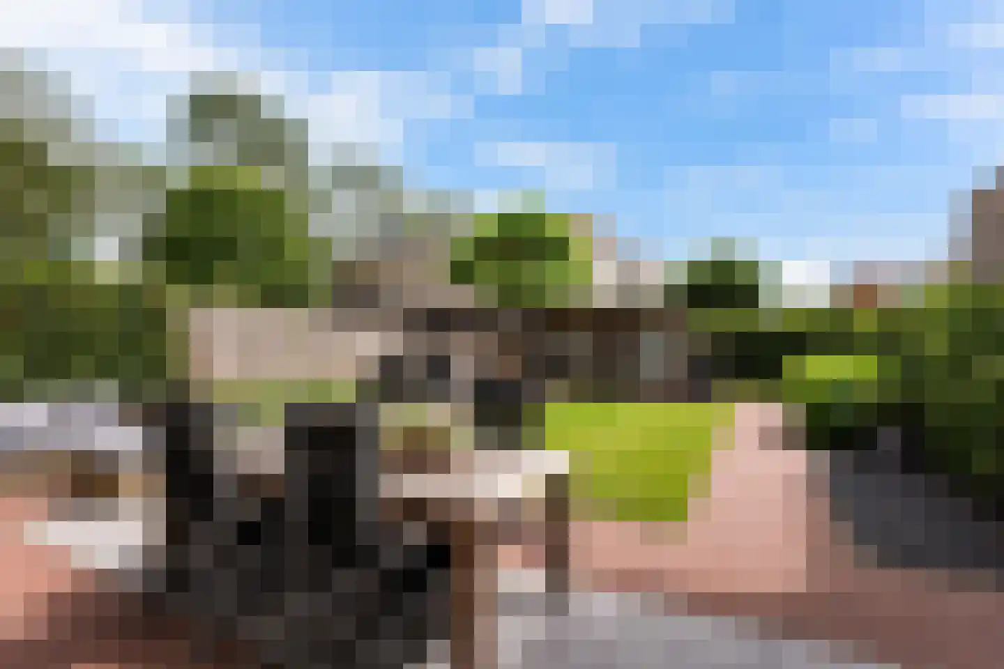 Houtduif 3 Harmelen thumbnail 19