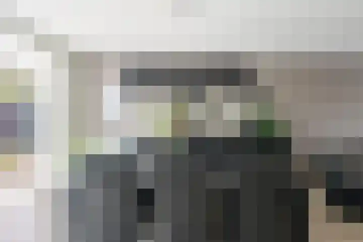 Houtduif 35 Etten-Leur thumbnail 11
