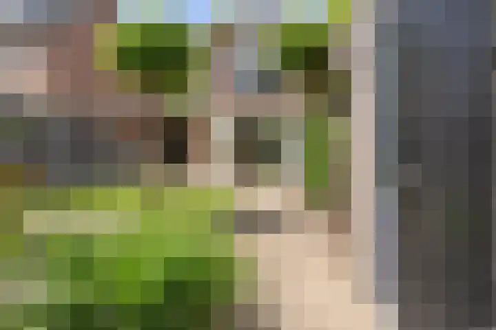 Houtduif 35 Etten-Leur thumbnail 35