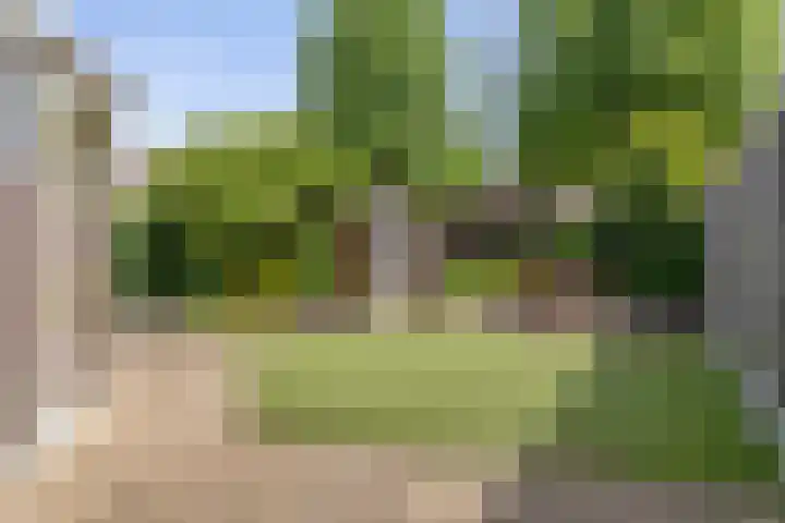 Houtduif 35 Etten-Leur thumbnail 4