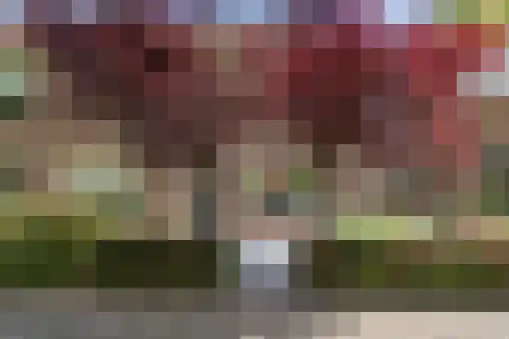 Houtduif 35 Etten-Leur thumbnail 5