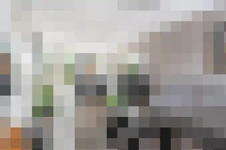 Houtduif 35 Etten-Leur thumbnail 7