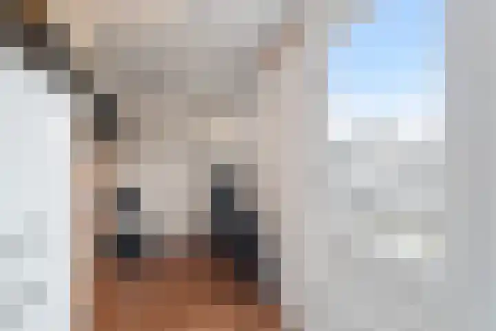Houtduif 35 Schagen thumbnail 11