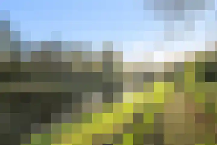 Houtduif 35 Schagen thumbnail 30
