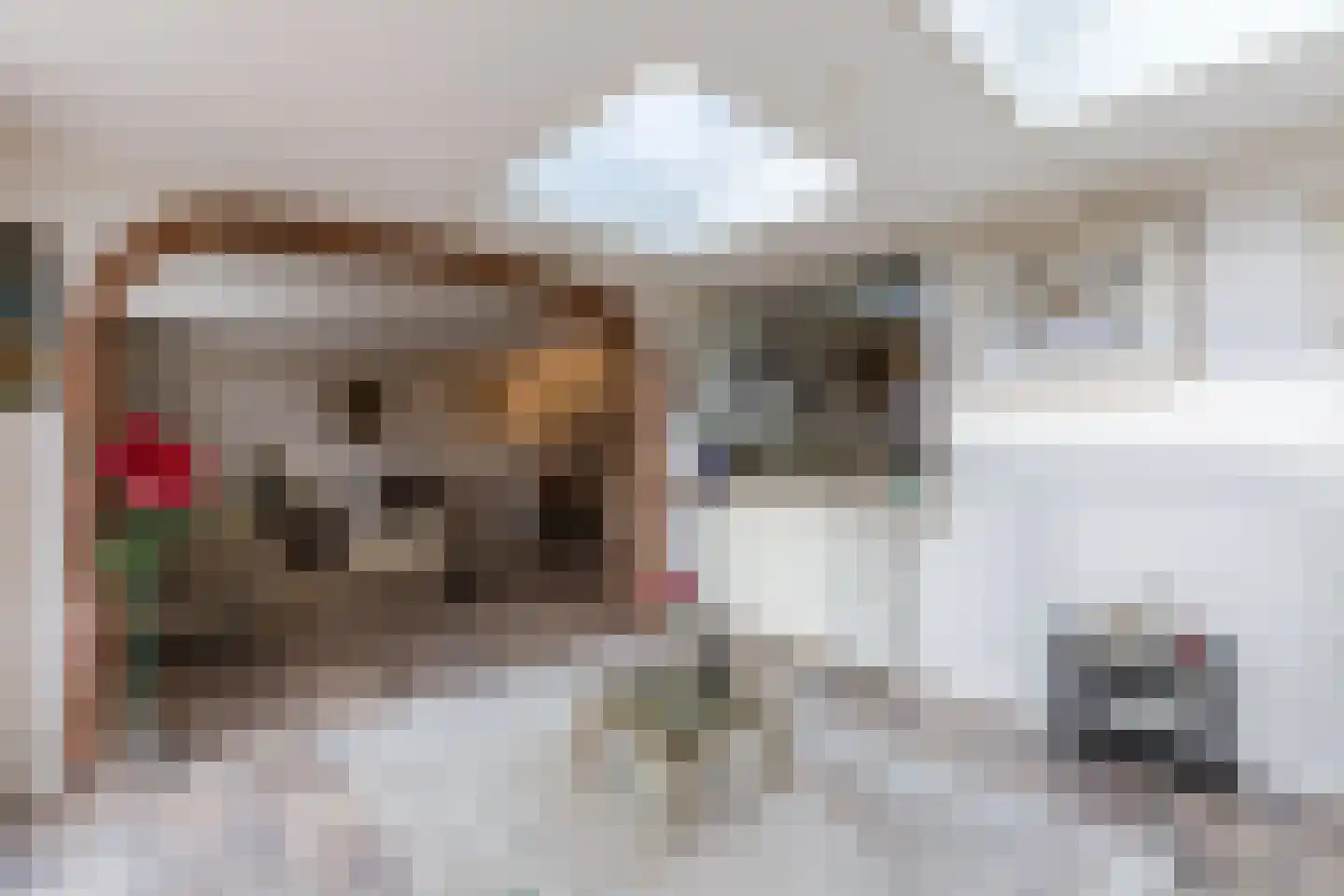 Houtduif 36 Mijdrecht thumbnail 8