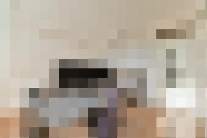Houtduif 44 Mijdrecht thumbnail 20