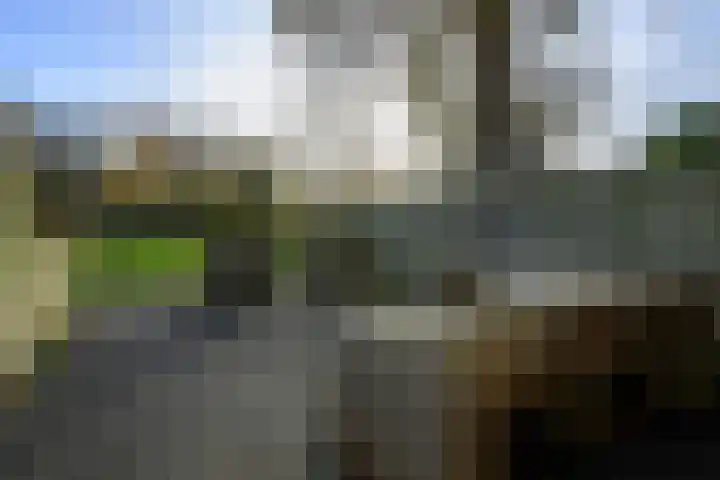 Houtduif 49 Schagen thumbnail 32