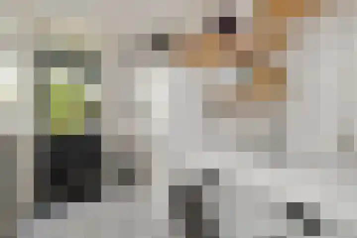 Houtduif 6 Raalte thumbnail 15