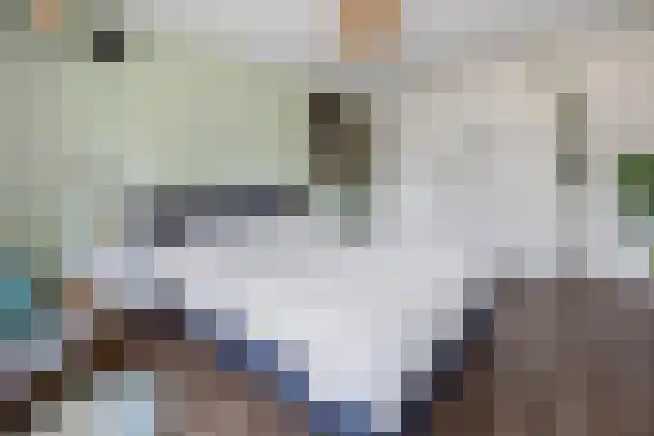 Houtduif 6 Raalte thumbnail 22