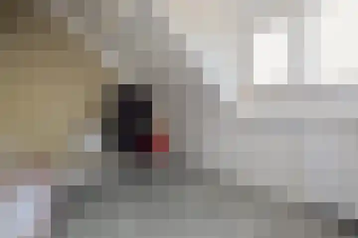 Houtduif 6 Raalte thumbnail 30