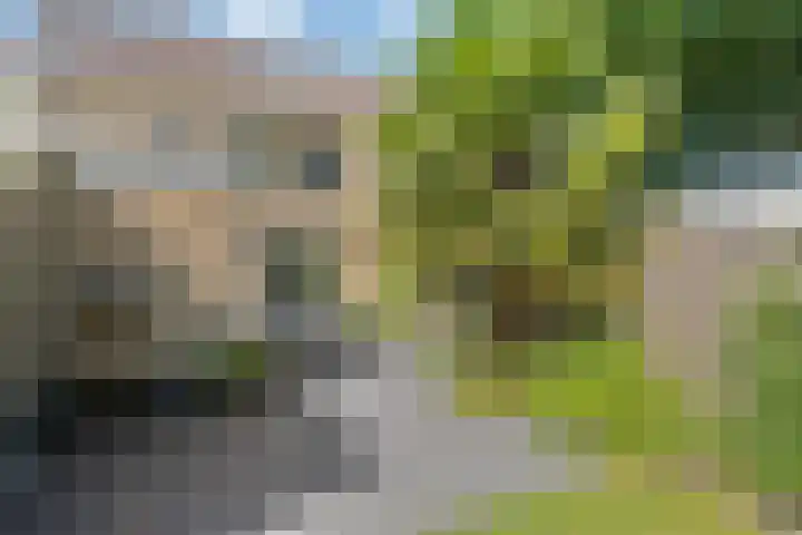Houtduif 6 Raalte thumbnail 33